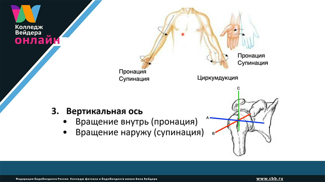Функциональная анатомия аппарата движения: суставы конечностей. Часть 1. Суставы верхних конечностей 3